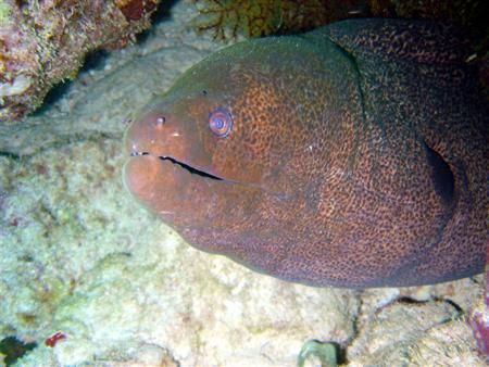 Egypt, Red Sea. Moray eel in its lair. So typical... by Maurizio Carmini 