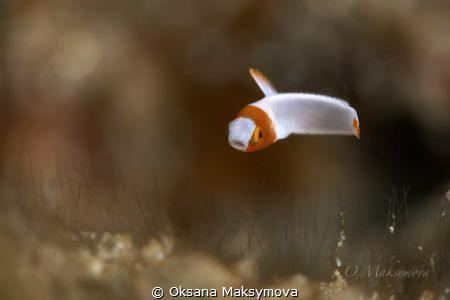 Juvenile  Spotted parrotfish (Cetoscarus ocellatus). 
Pi... by Oksana Maksymova 