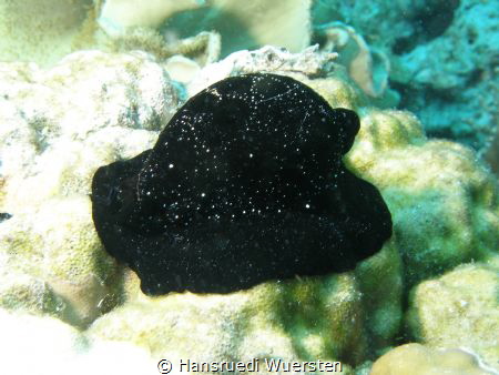 Common Egg Cowrie - Ovula ovum by Hansruedi Wuersten 