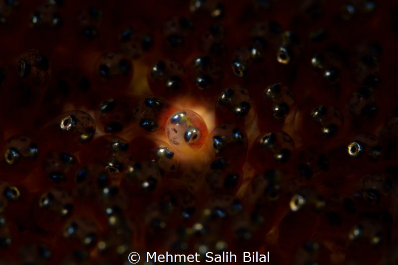 The bright one. by Mehmet Salih Bilal 