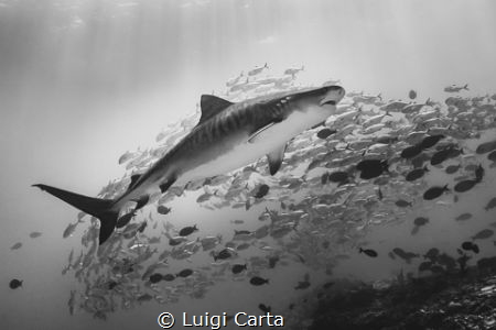 Tiger Shark in the sea of Maldives
Canon EOS-1 Ds III in... by Luigi Carta 