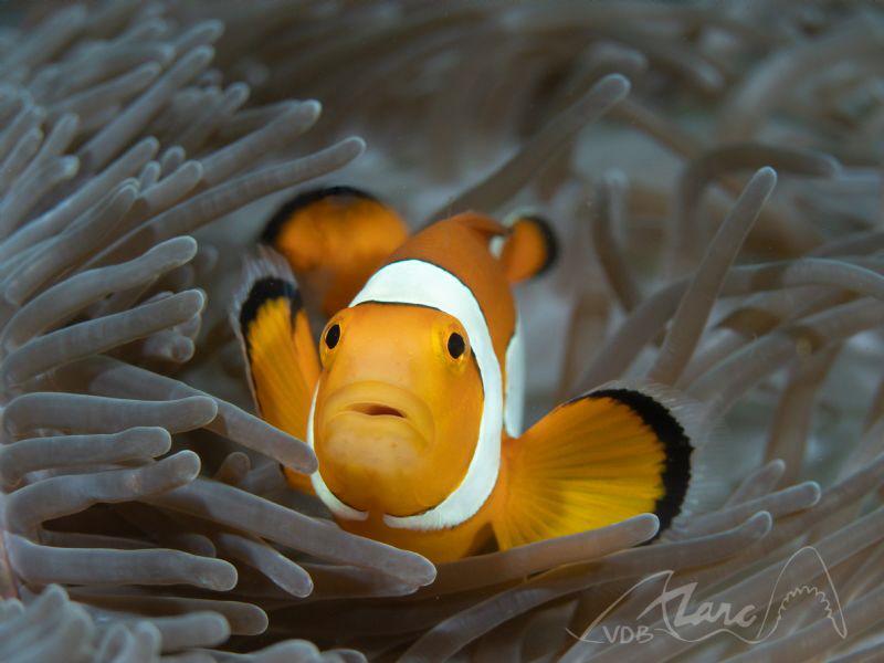 greyyellow by Marc Van Den Broeck 