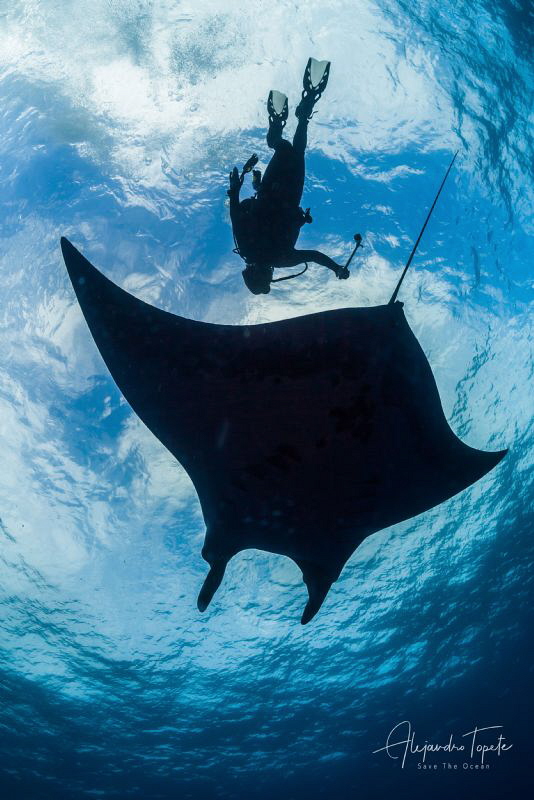 Mantaray with Diver, Roca Partida México by Alejandro Topete 