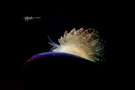 Title: Yong Climbing Peak
Date Taken: March 2019
Locati... by Ming Wen 