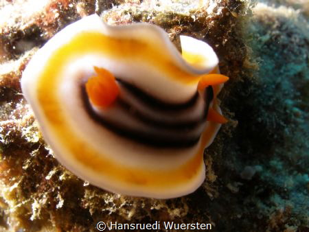Chromodoris magnifica by Hansruedi Wuersten 