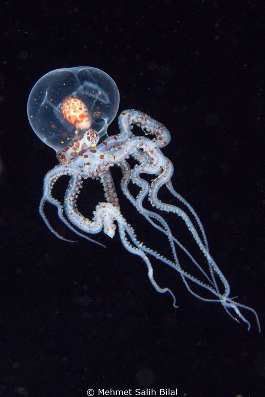 Juvenile wonderpus octopus. by Mehmet Salih Bilal 