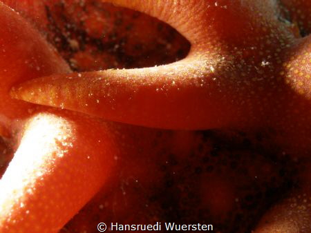 Macro from Pineapple Sea Cucumber - Thelenota ananas by Hansruedi Wuersten 