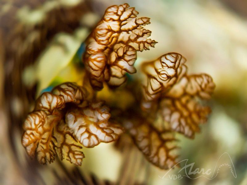 nudilongs by Marc Van Den Broeck 