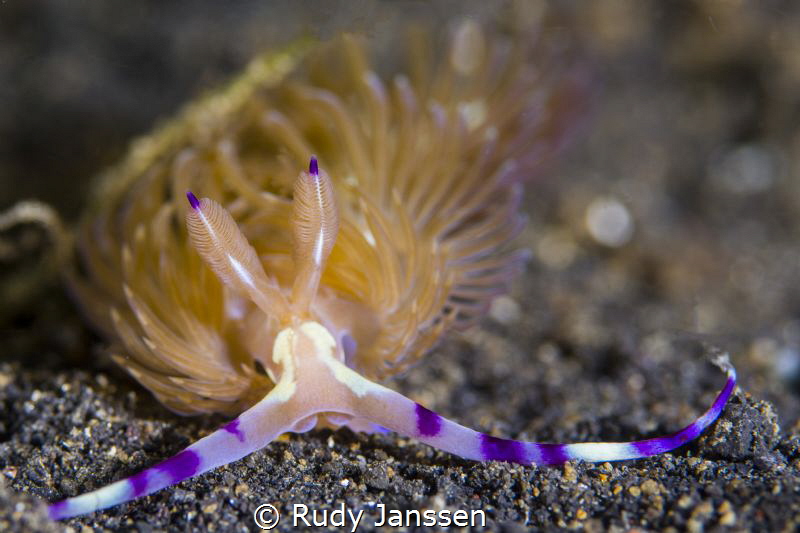 Cerberilla by Rudy Janssen 