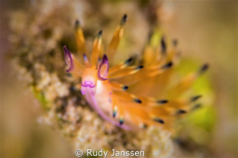 Flabelina by Rudy Janssen 