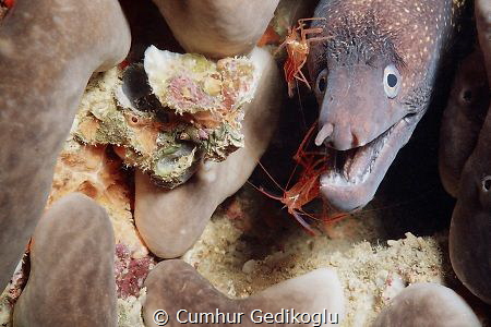 Muraena helena & Lysmata seticaudata
Cleaning station by Cumhur Gedikoglu 
