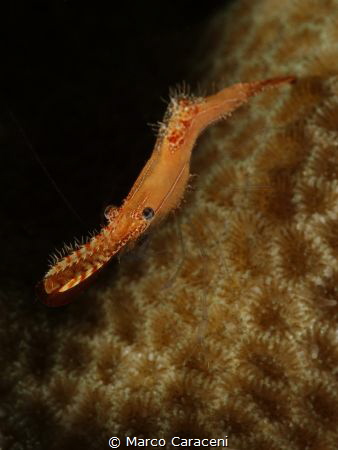 donald duck shrimp by Marco Caraceni 