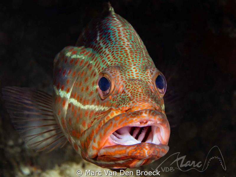 throat by Marc Van Den Broeck 