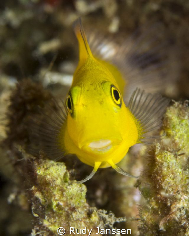 Blackspot Coralblenny? by Rudy Janssen 