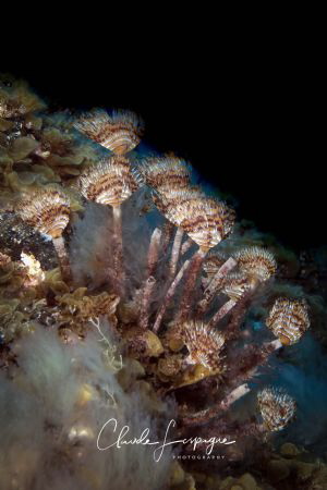 Underwater-forest by Claude Lespagne 