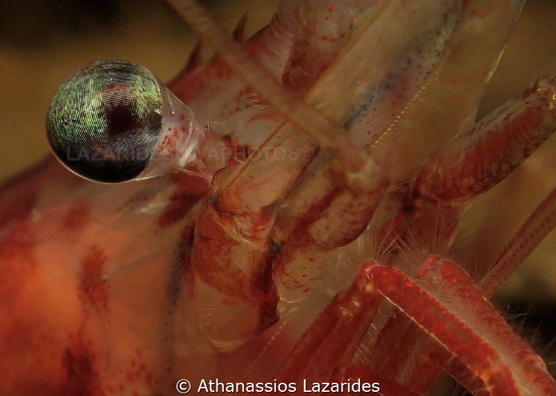 Shrimp´s eye by Athanassios Lazarides 