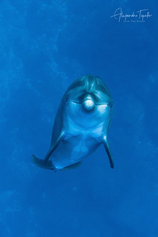 Dolphin dance, San Benedicto Island México by Alejandro Topete 