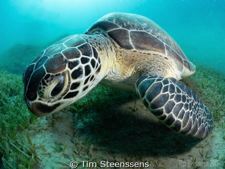Green turtle in the bay of Abu Dabbab by Tim Steenssens 