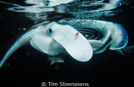 Divers use a boat. The light of the boat attracts plankto... by Tim Steenssens 