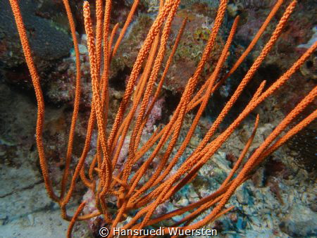 Whip Coral by Hansruedi Wuersten 