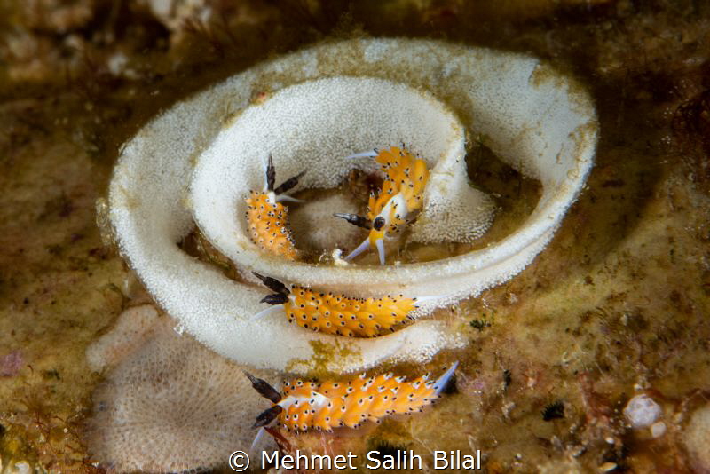 Egg eaters. by Mehmet Salih Bilal 