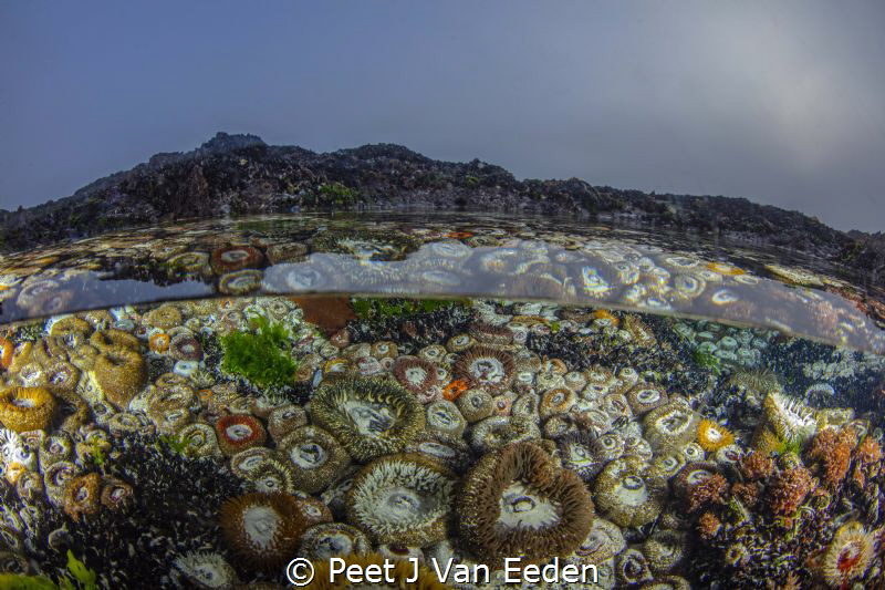 The gatekeepers

Sand anemones in a gulley living from ... by Peet J Van Eeden 