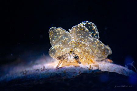 Cyerce sp.4 by Julian Hsu 
