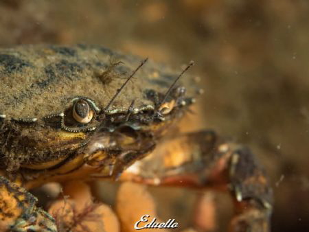 Gewone krab, carcinus maenas by Eduard Bello 