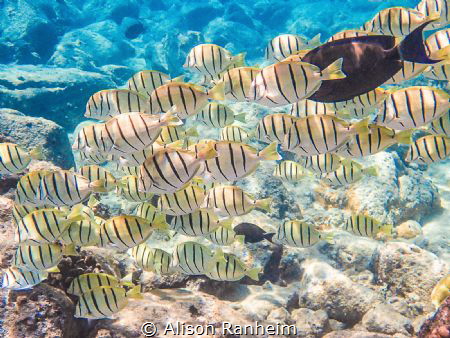 Snorkeling “The Dumps” Maui by Alison Ranheim 