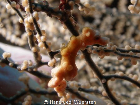 Pygmy Seahorse - Hippocampus bargibanti by Hansruedi Wuersten 