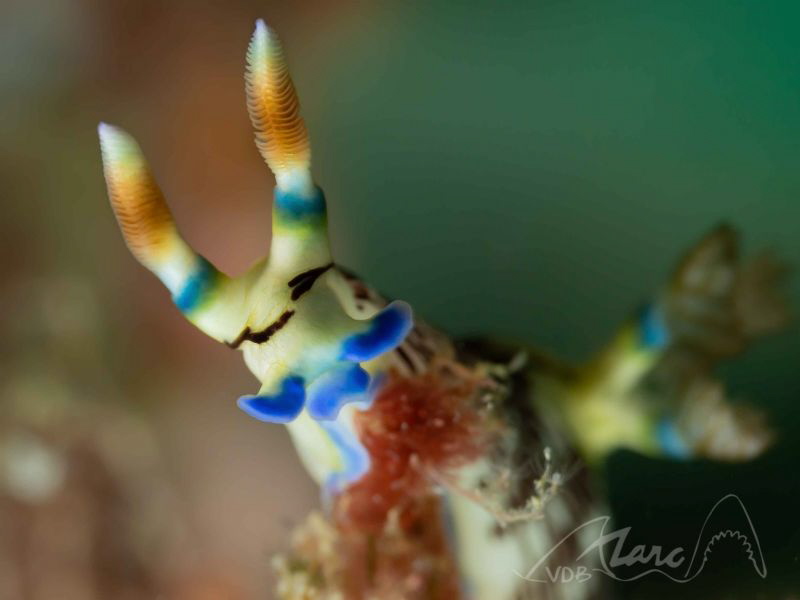 horns by Marc Van Den Broeck 