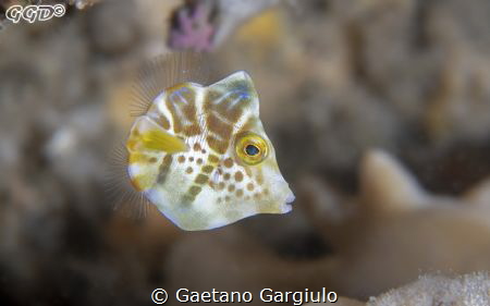 super tiny, super cute,  I used a +7 by Gaetano Gargiulo 