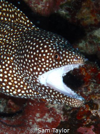 Cottonmouth Moral Eel. The only one I've ever seen. by Sam Taylor 