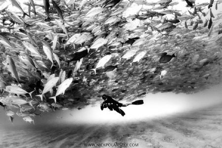 Schooling Jacks of Cabo Pulmo by Nick Polanszky 
