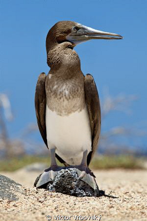 Blue-footed Booby (Sula nebouxii) - Juvenile without typi... by Viktor Vrbovský 