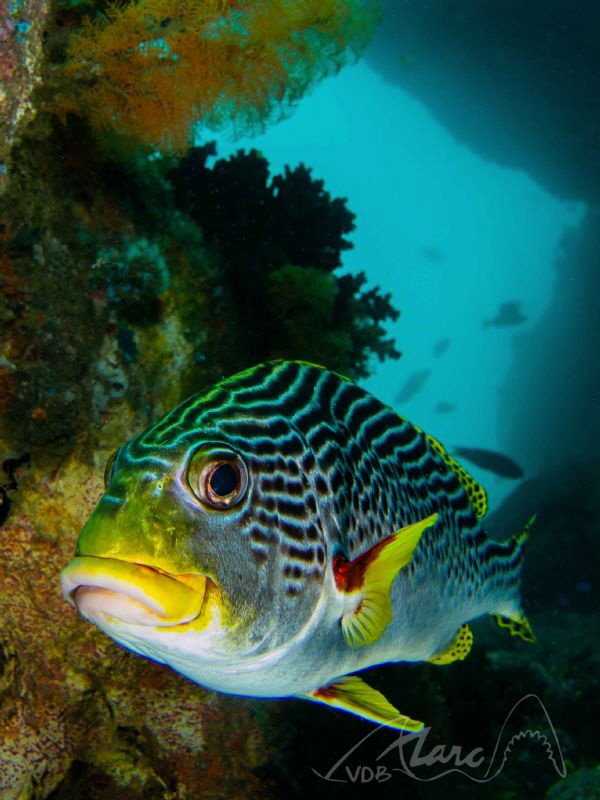 yellowlips by Marc Van Den Broeck 