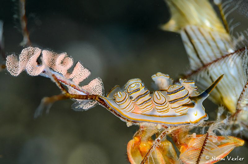 The "Donut" nudibranch with eggs, photographed at Scuba S... by Norm Vexler 