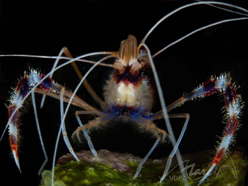 legs by Marc Van Den Broeck 