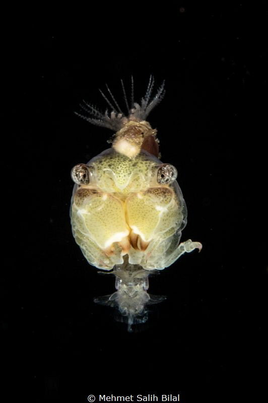Juvenile crab at blackwater. by Mehmet Salih Bilal 
