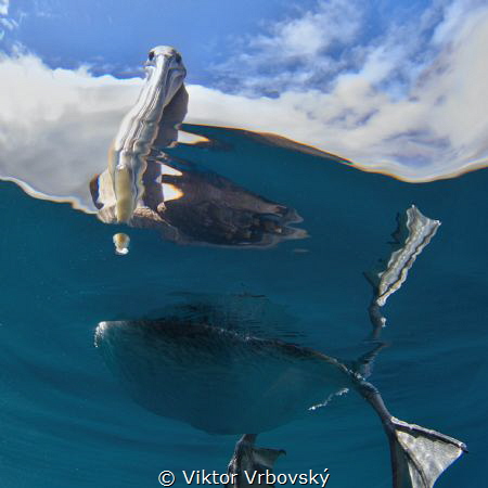 Curious Brown Pelican (Isla Daphne Mayor, Galápagos) by Viktor Vrbovský 