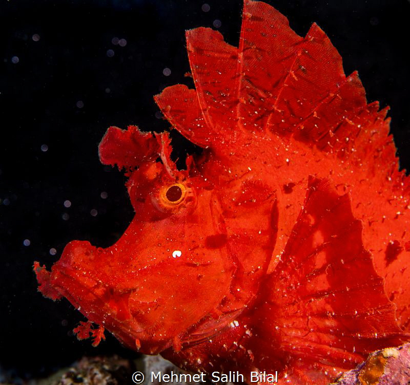 Red rhinopia eschmeyeri. by Mehmet Salih Bilal 