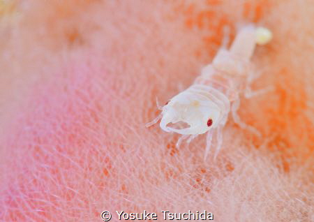 The Gnathiidae/ Gnathiidae is approx. 5~8mm isopod crusta... by Yosuke Tsuchida 