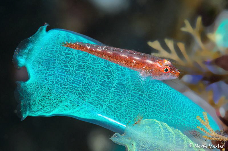 Common Ghostgoby in Bali by Norm Vexler 
