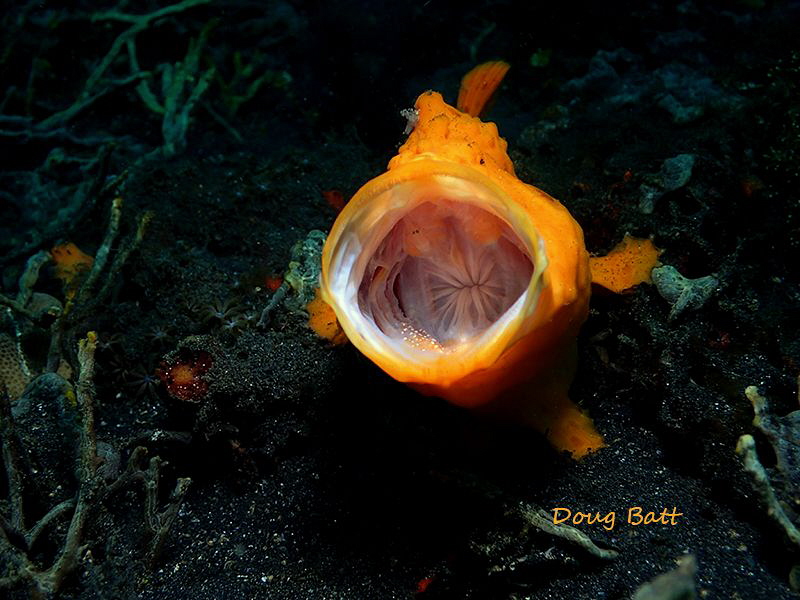 Screamin frogfish by Doug Batt 
