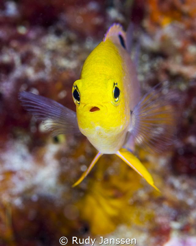DAMSEL by Rudy Janssen 