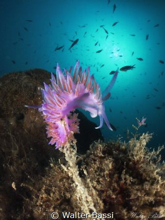 Flabellina affinis by Walter Bassi 