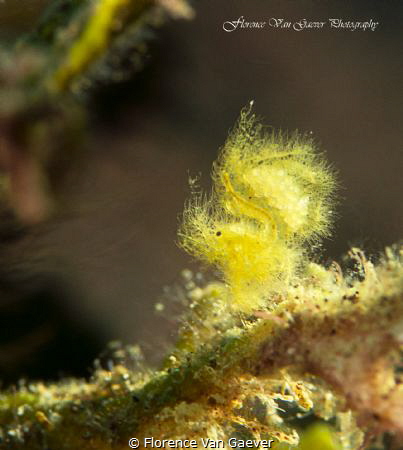 Hairy shrimp with eggs by Florence Van Gaever 