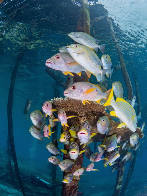 bunch by Marc Van Den Broeck 