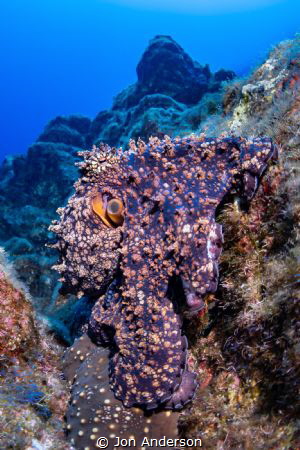 An octopus crawls along a rocky reef at the Canyon on Rev... by Jon Anderson 