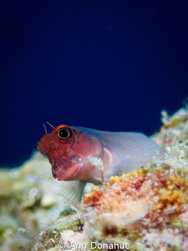 A cute redlip blennie smiling for the camera at the house... by Ann Donahue 